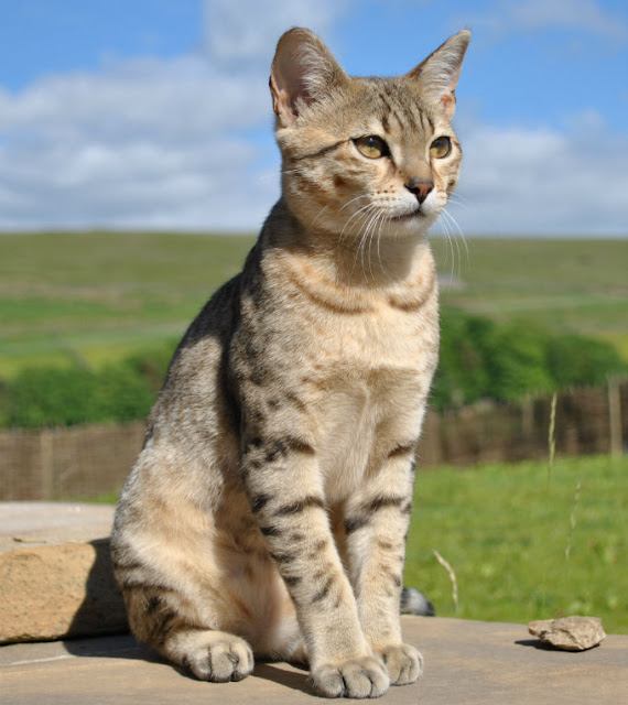 latest Egyptian Mau Cat image seat on stone