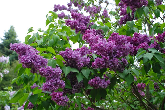 lilaki kórnik arboretum ogród wiejski