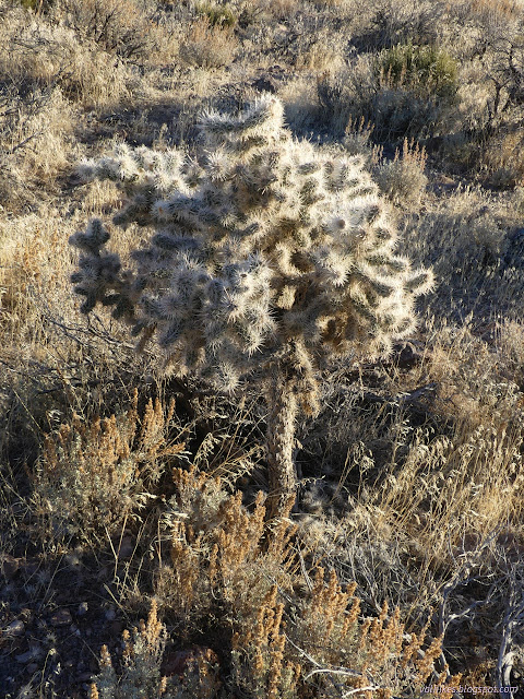 58: pointy tree like thing