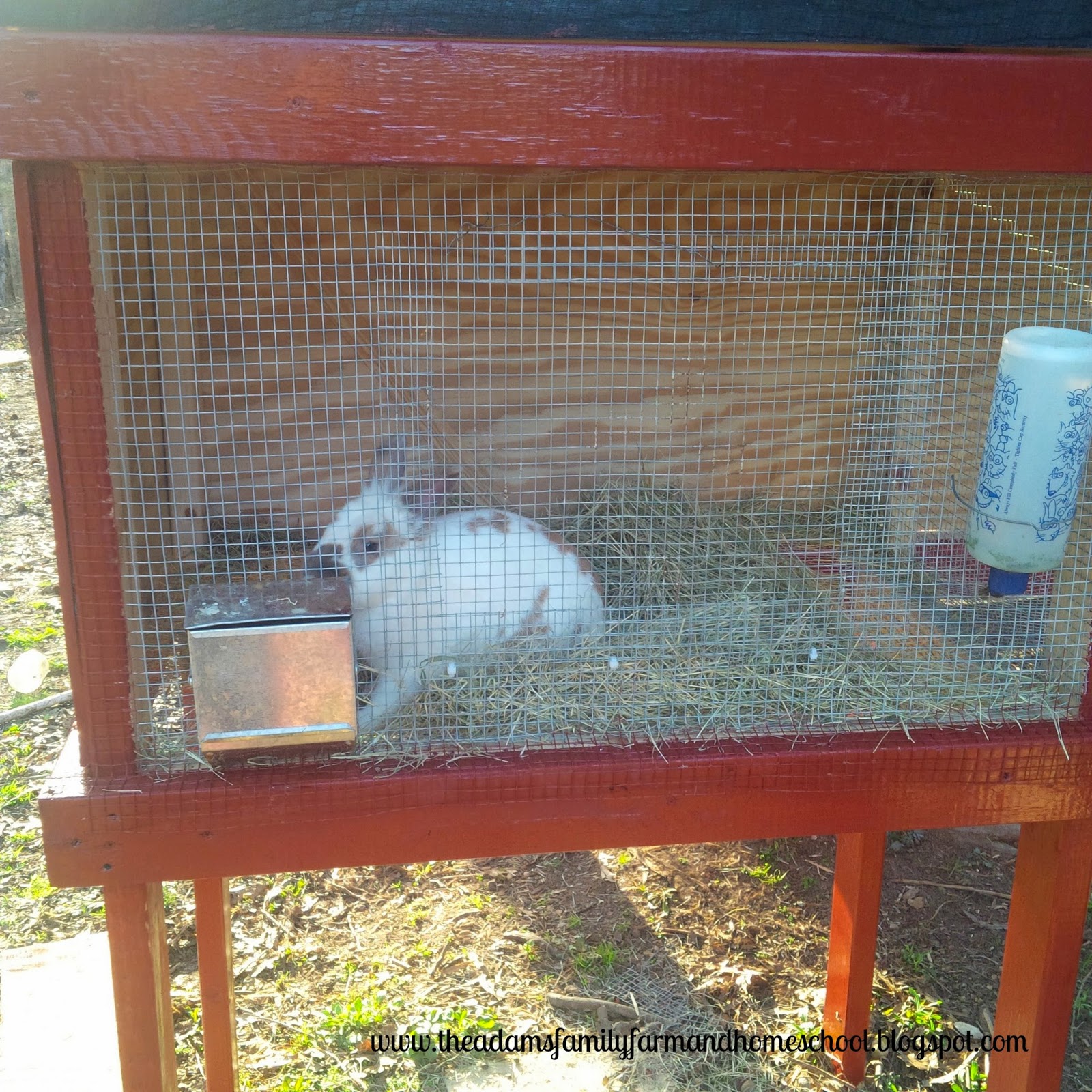 Rabbit Enjoying His New Cage