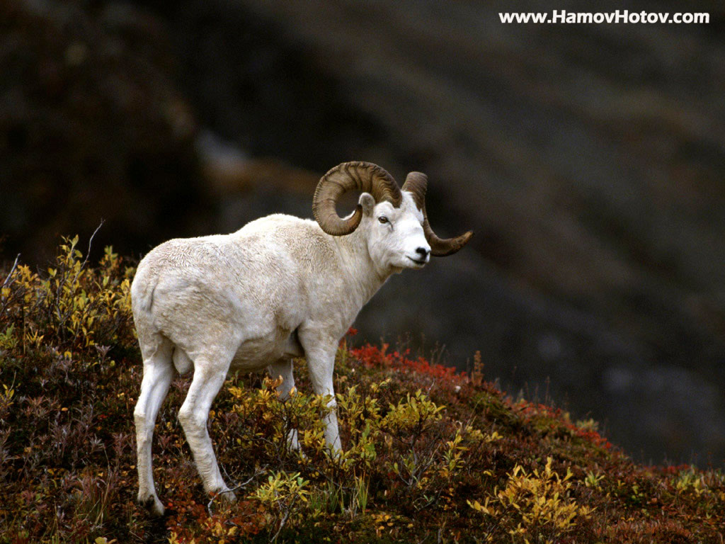  gambar  Gambar  Kambing  Lengkap