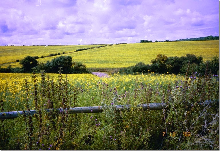 Dorset Countryside.2