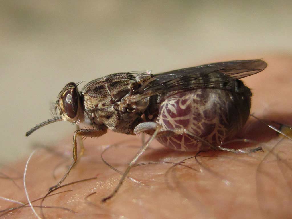 Tsetse fly, These Insect Bites Will Make You Sleep Forever