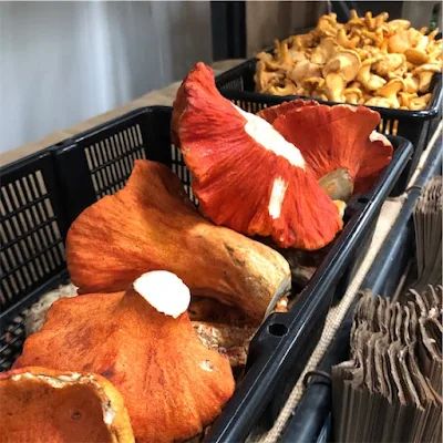 Hypomyces lactifluorum ( lobster mushrooms)