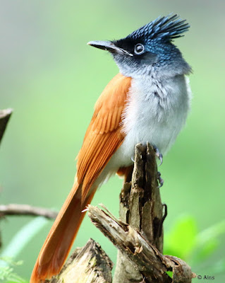 Indian Paradise-Flycatcher