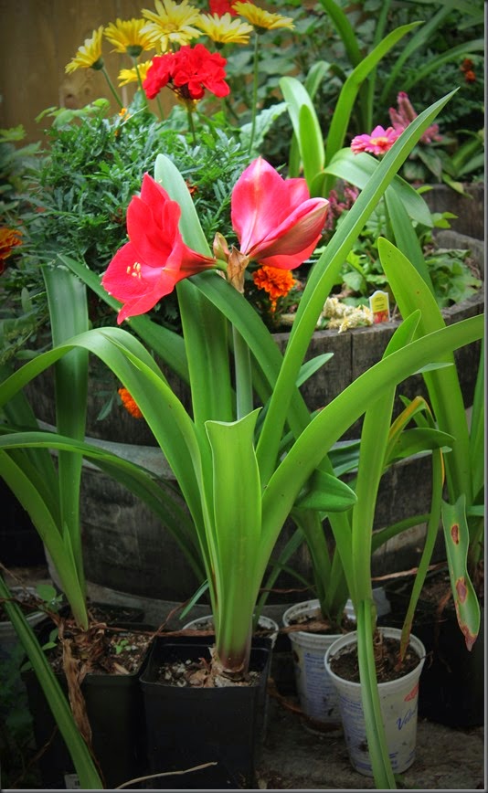 Garden Amaryllis