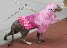 Coco Cornish Rex at Fashion Show in Pink Wig