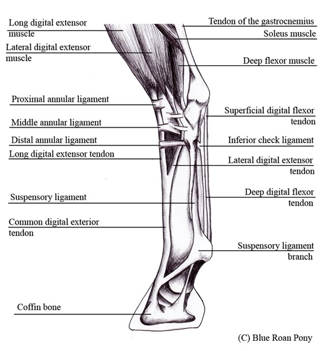 Lump On Back Of Horse S Front Leg The Horse Forum