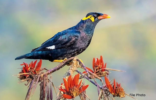 छत्तीसगढ़ का राजकीय/राज्य पक्षी || State Bird Of Chhattisgarh ||