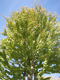 Cercidiphyllum japonicum - the moon- tree, Katsura tree