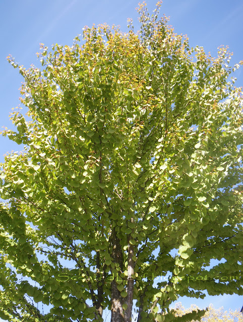 Cercidiphyllum japonicum - the moon- tree, Katsura tree