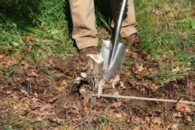 pulling a cedar stump