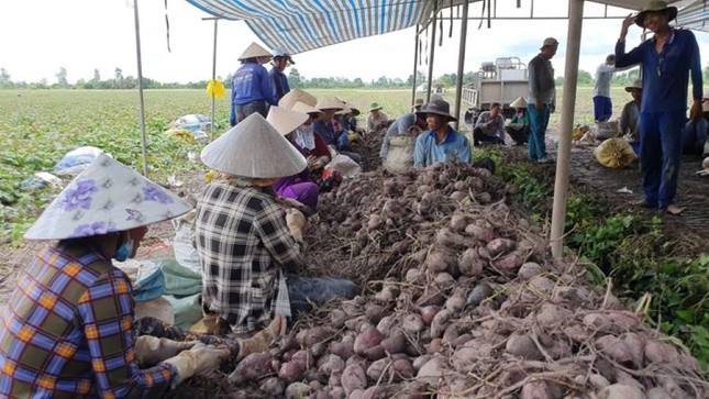 Thủ phủ khoai lang xuất khẩu chính ngạch lô hàng đầu tiên sang Trung Quốc - Ảnh 4.