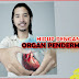 Info Sihat :Derma Organ