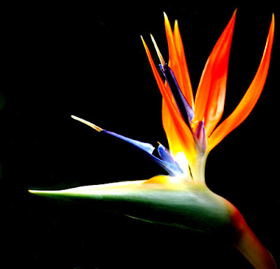 Flower: Bird of Paradise