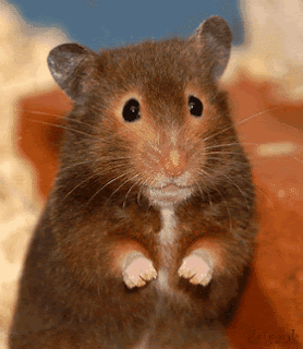 animated gif image of mouse saying hi