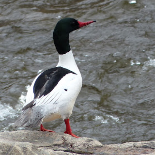 Mergus merganser - Grand Harle - Harle bièvre