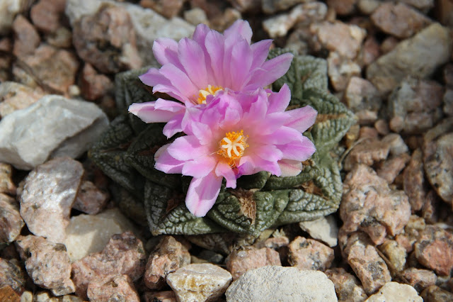 Ariocarpus fissuratus