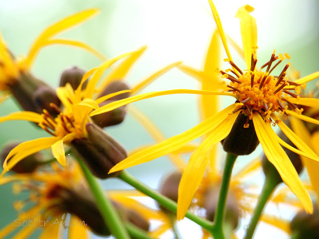 Ligularia dentata