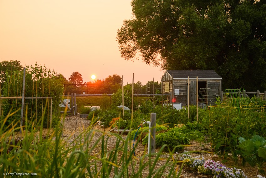 Portland, Maine USA July 2018 photo by Corey Templeton. A Sunset on a hot summer night at the Casco Bay Community Garden on Munjoy Hill.
