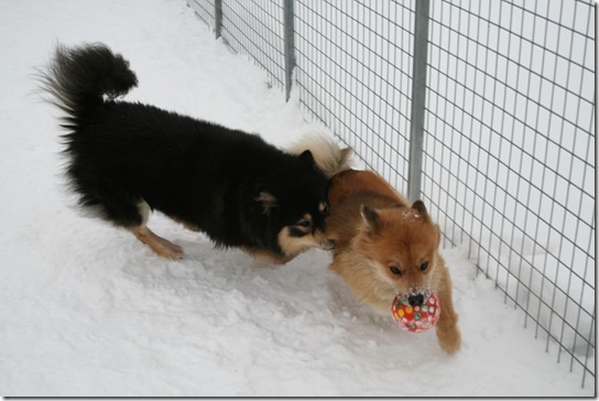 Cita og indy med ballen 2