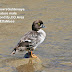 Young handsome male Barrow's Goldeneye