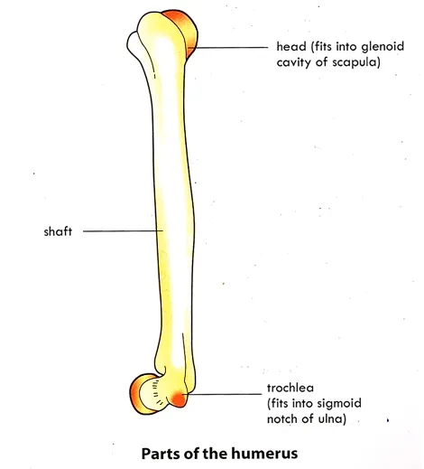 Parts of the humerus