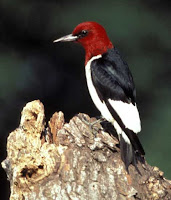 Red-headed Woodpecker – USFWS – Apr. 2008 – photo by David Menke