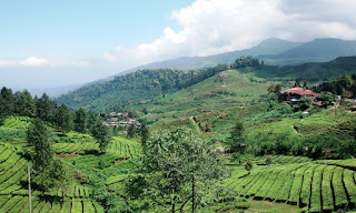 Gunung Mas Puncak Bogor