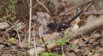 male eastern towhee on fallen branch