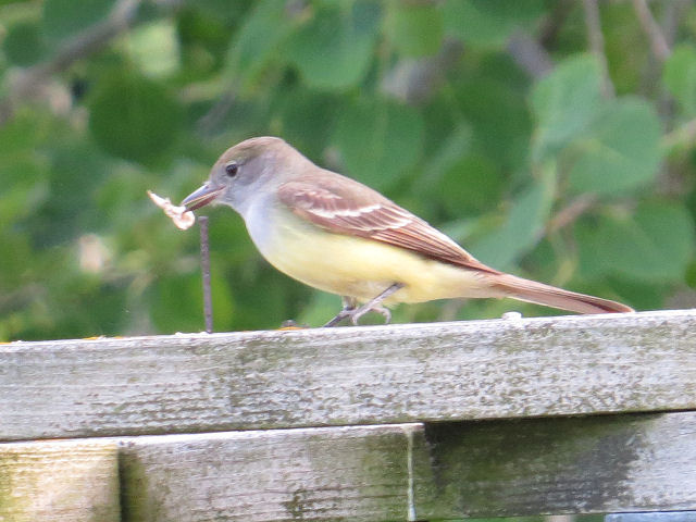 great crested flycatcher