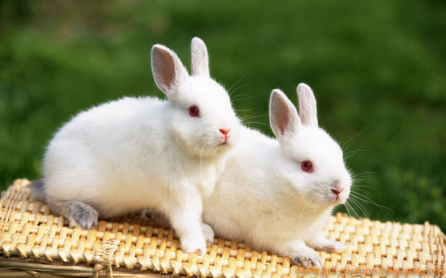 Cute Rabbits HD Wallpaper Free Download