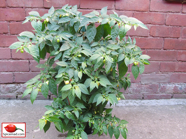 Peruvian White Habanero - 13th October 2022