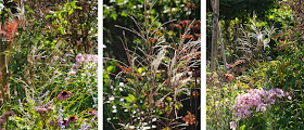 Brug græsser i staudebedet og opnå stor effekt i efterårsbedet