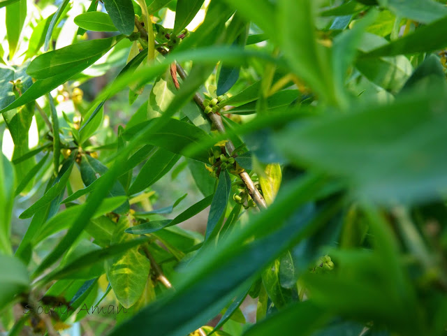 Daphne pseudomezereum