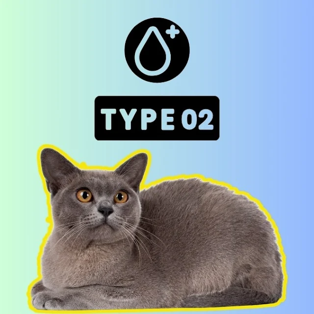 Burmese cat is five times more predisposed to feline diabetes mellitus compared to other purebred cats