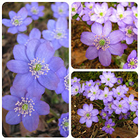 Печёночница благородная (Hepatica nobilis var.nobilis) 'Schlos Belvedere' Печёночница благородная Hepatica nobilis var.nobilis купить печёночницу купить махровые печёночницы печёночницы селекция Константиновой Натальи