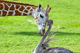 Wilma the Ostrich and Bea the Giraffe