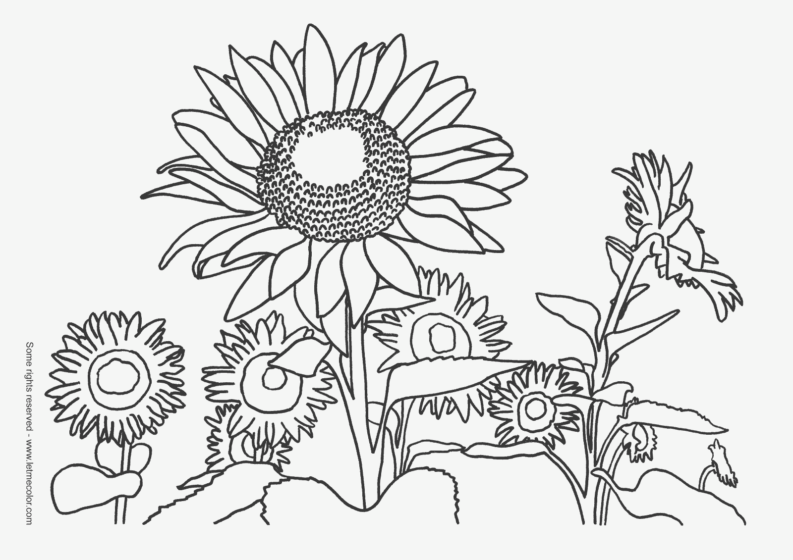 Free Coloring Pages Thanksgiving