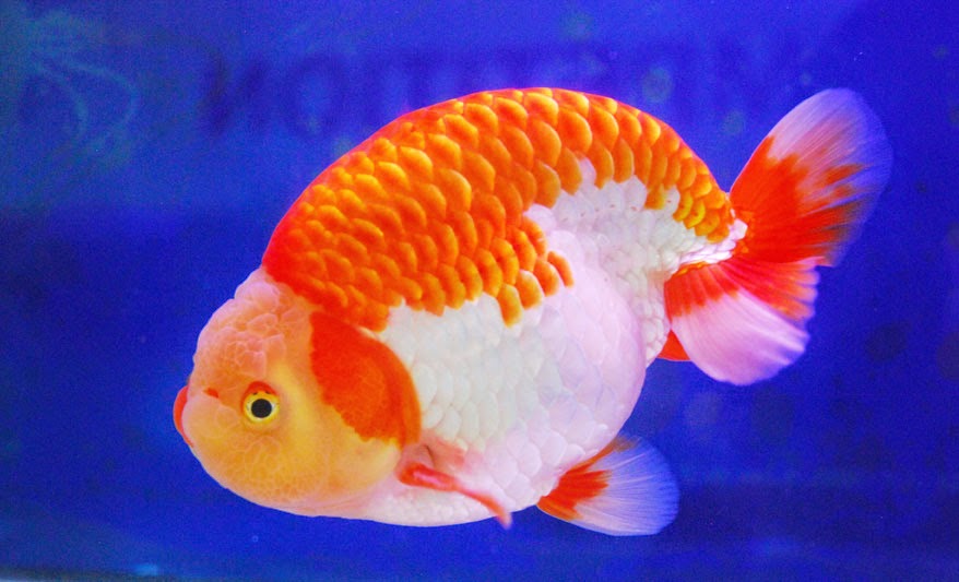 13 Inspirasi Terbaru Gambar Hewan Pisces 