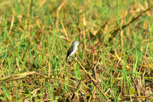 Guyane, marais de Kaw, Jal voyages, caïman, oiseaux