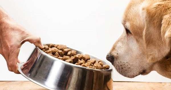 Mengapa Anda Harus  Membeli Makanan Anjing Secara Online