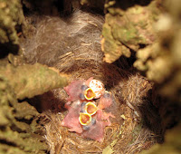 Birds In Nest