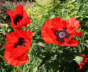 These tend to be lower growing than the majority of herbaceous plants, . (oriental poppies)