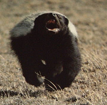 honey badger vs tasmanian devil. The Honey Badger was deemed