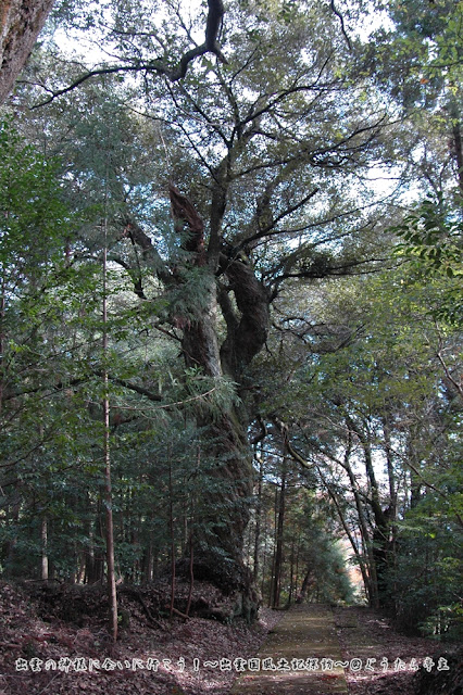 山狭神社　参道のねじれた木