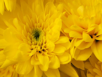 blue yellow flag chrysanthemum