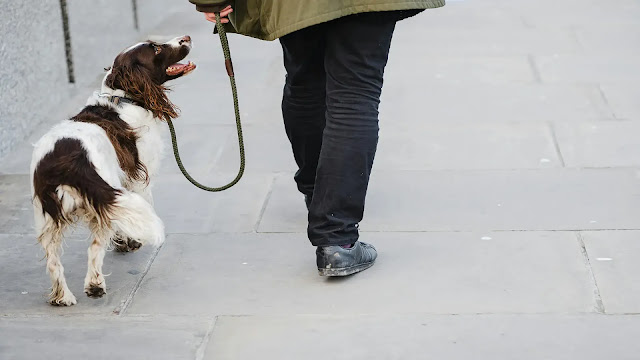 Dog Walking on Pavement