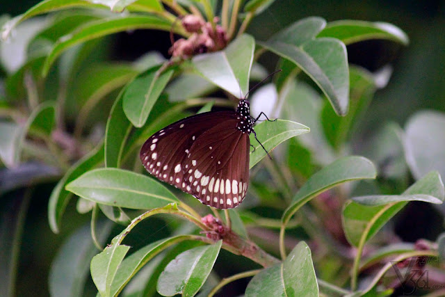 Euploea core or the common Indian crow butterfly