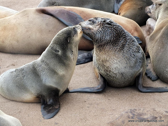 focas enamoradas